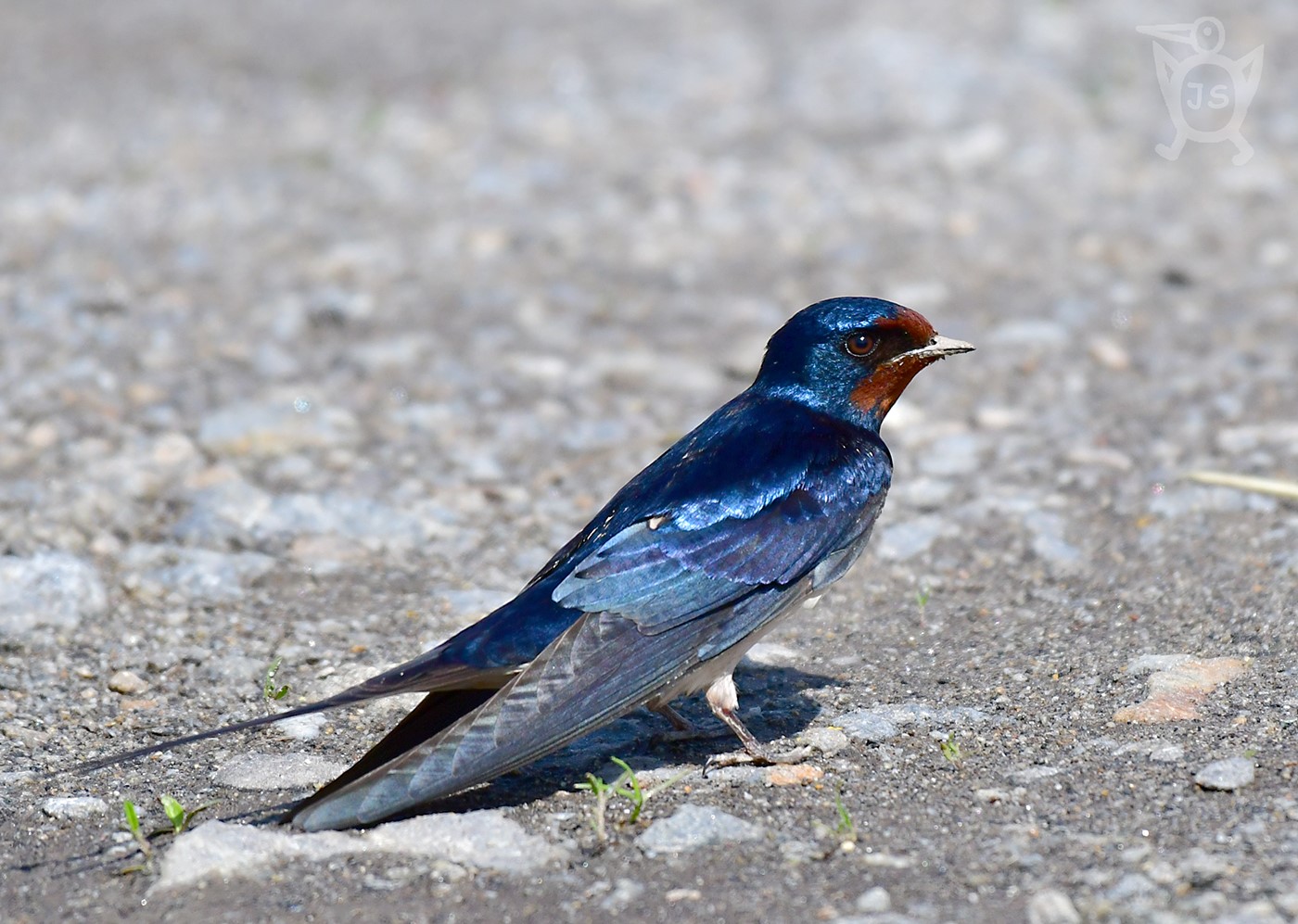 VLAŠTOVKA OBECNÁ 2 (Hirundo rustica)