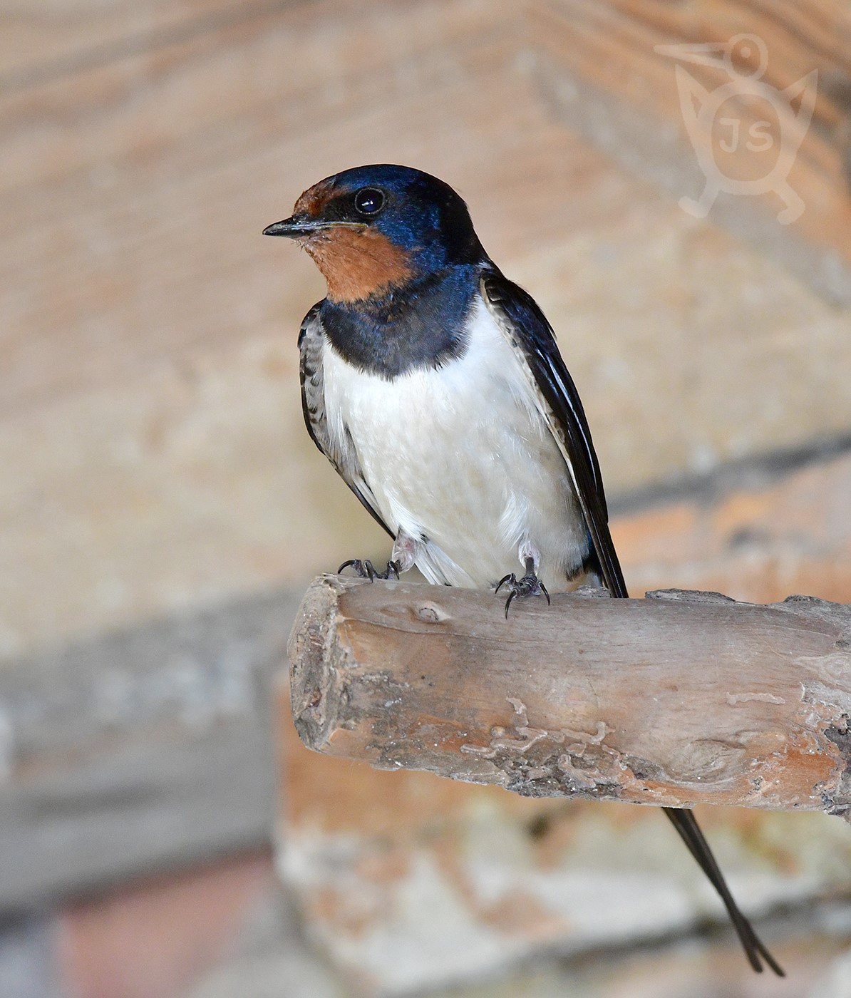 VLAŠTOVKA OBECNÁ 6 (Hirundo rustica)