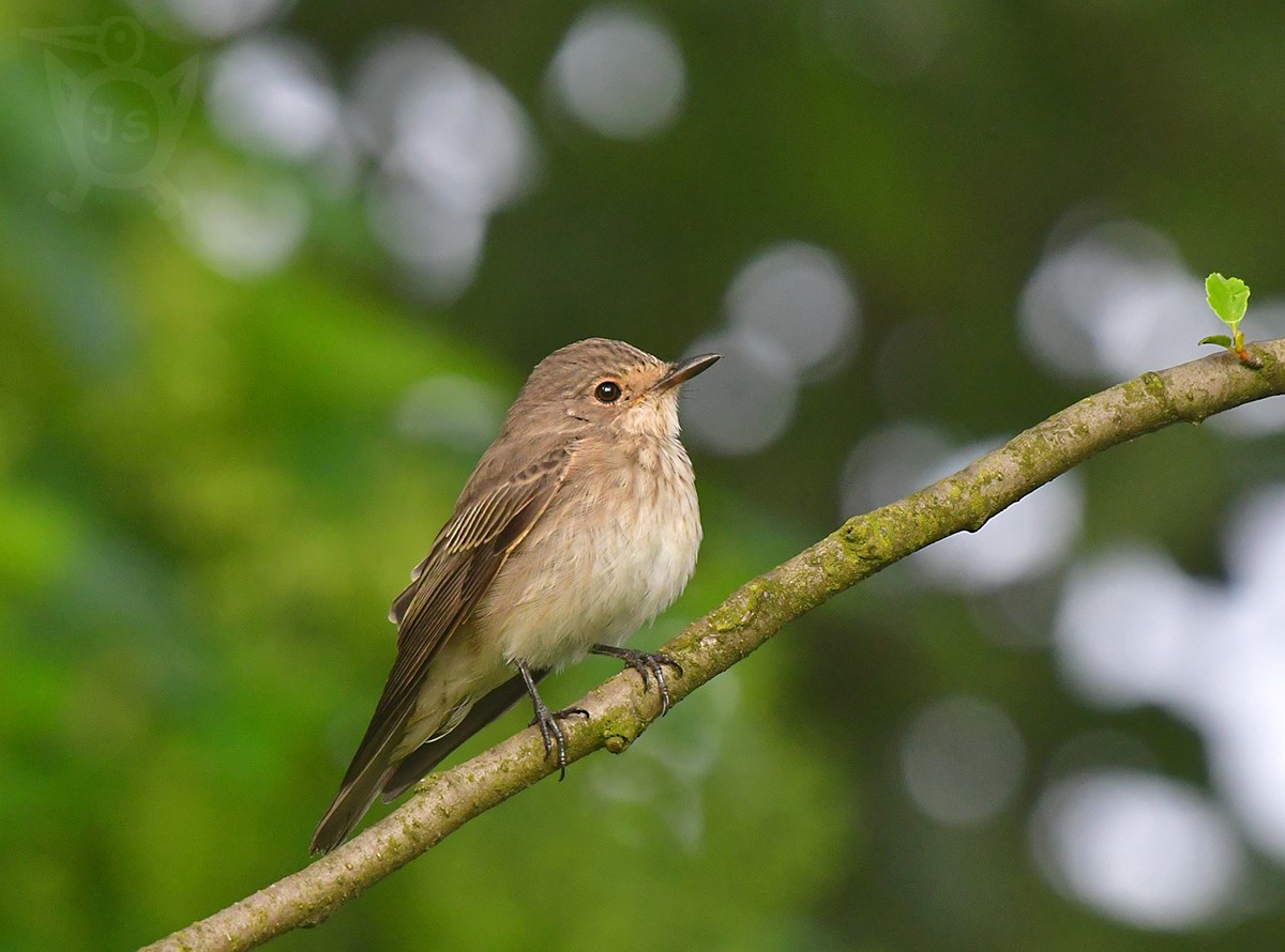 LEJSEK ŠEDÝ 1 (Muscicapa striata)