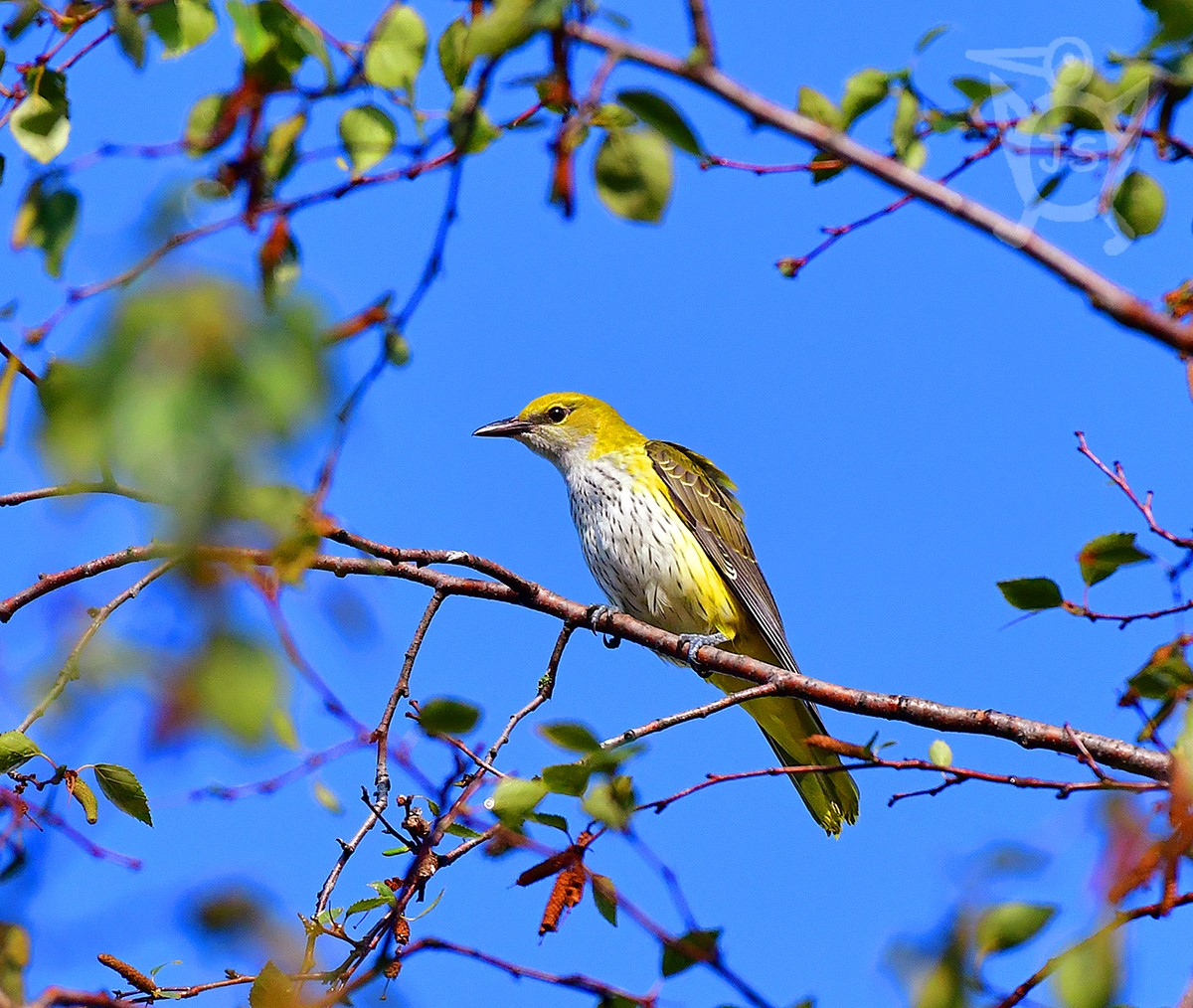 ŽLUVA HAJNÍ 2 (Oriolus Oriolus)