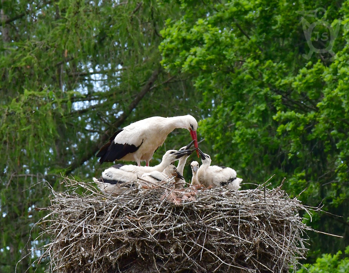 ČÁP BÍLÝ 3 (Ciconia ciconia) 