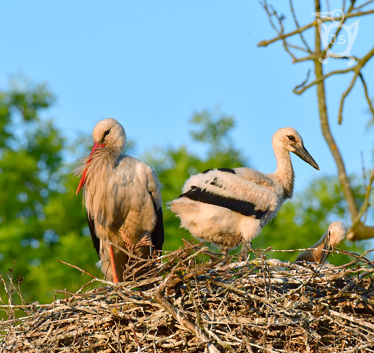 ČÁP BÍLÝ 5 (Ciconia ciconia)