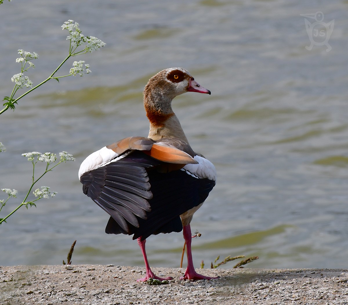 HUSICE NILSKÁ 1 (Alopochen aegyptiacus)