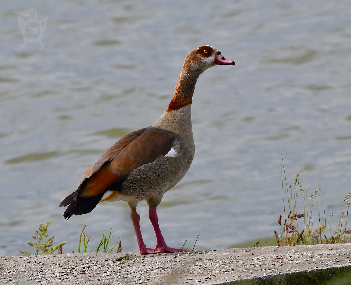 HUSICE NILSKÁ 3 (Alopochen aegyptiacus)