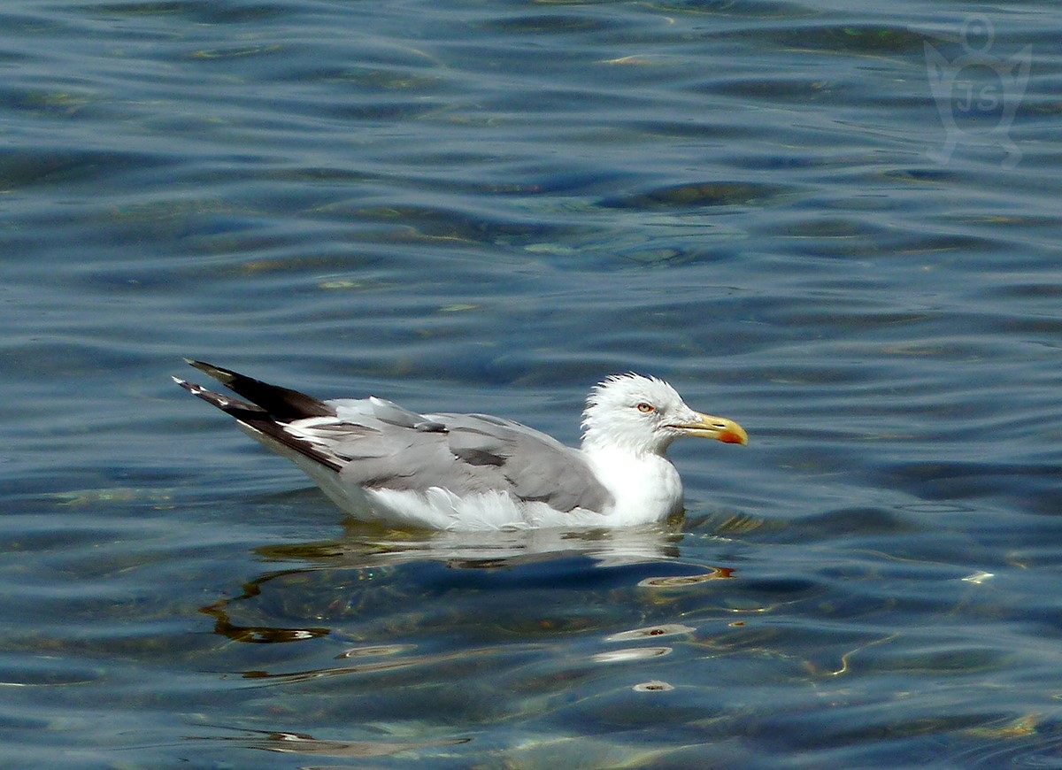 RACEK BĚLOHLAVÝ 1 (Larus cachinnans)