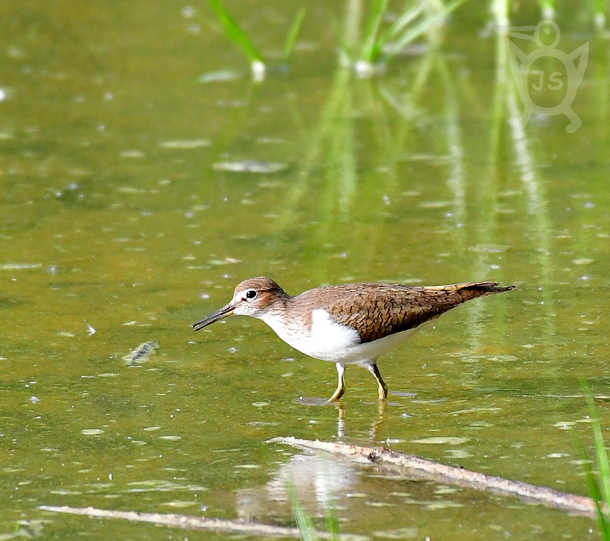 PISÍK OBECNÝ 4  (Actitis hypoleucos)