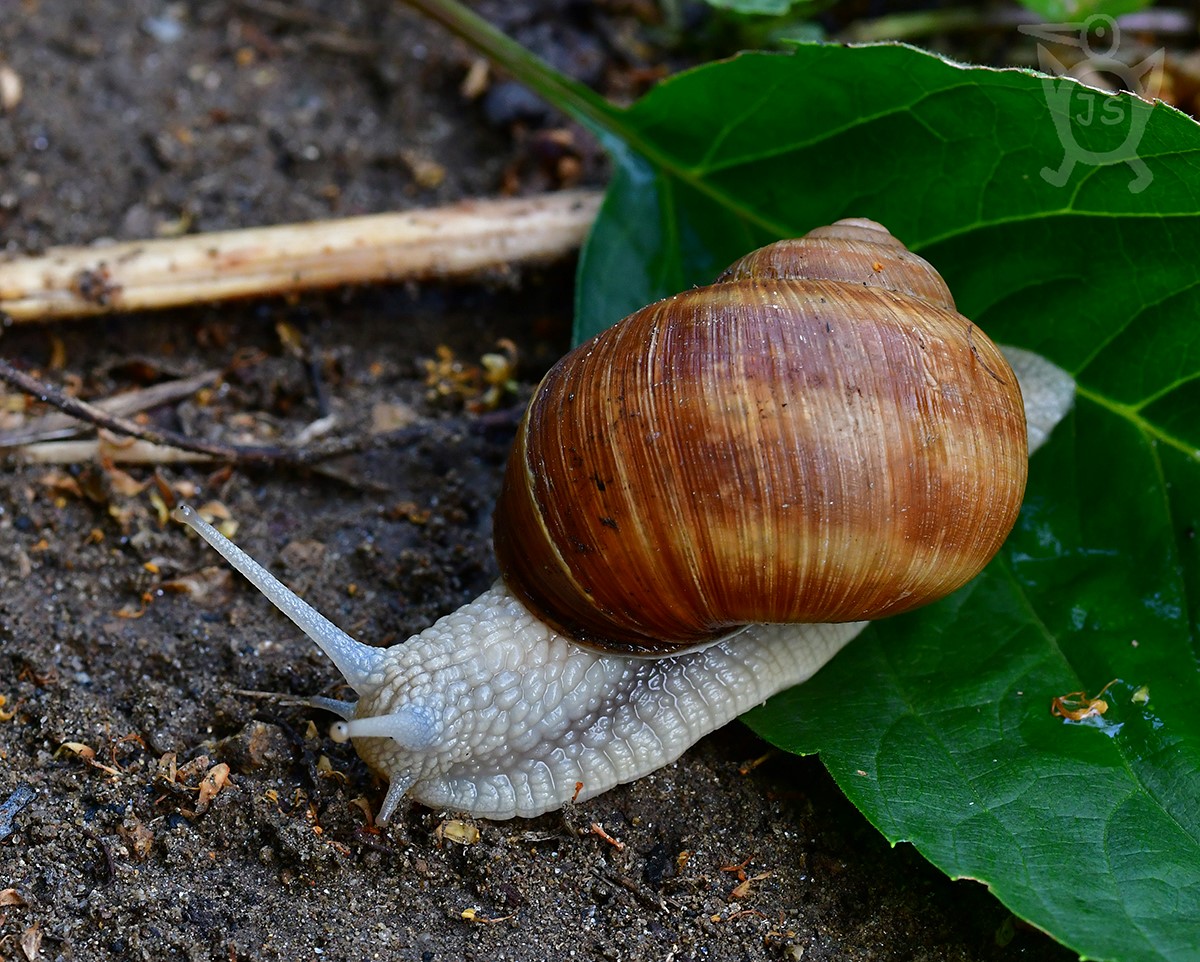 HLEMÝŽĎ ZAHRADNÍ 1 (Helix pomatia)