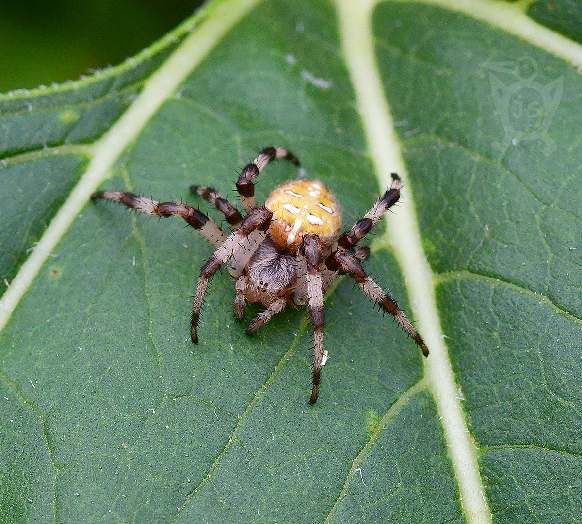 KŘIŽÁK ČTYŘSKVRNNÝ 1(Araneus quadratus)