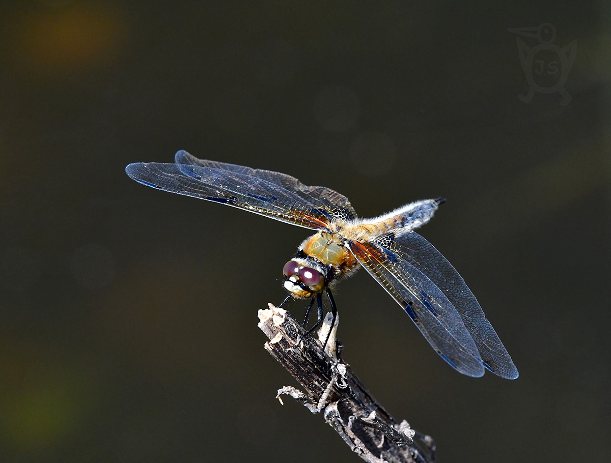 VÁŽKA PLOSKÁ 2 (Libellula depressa)