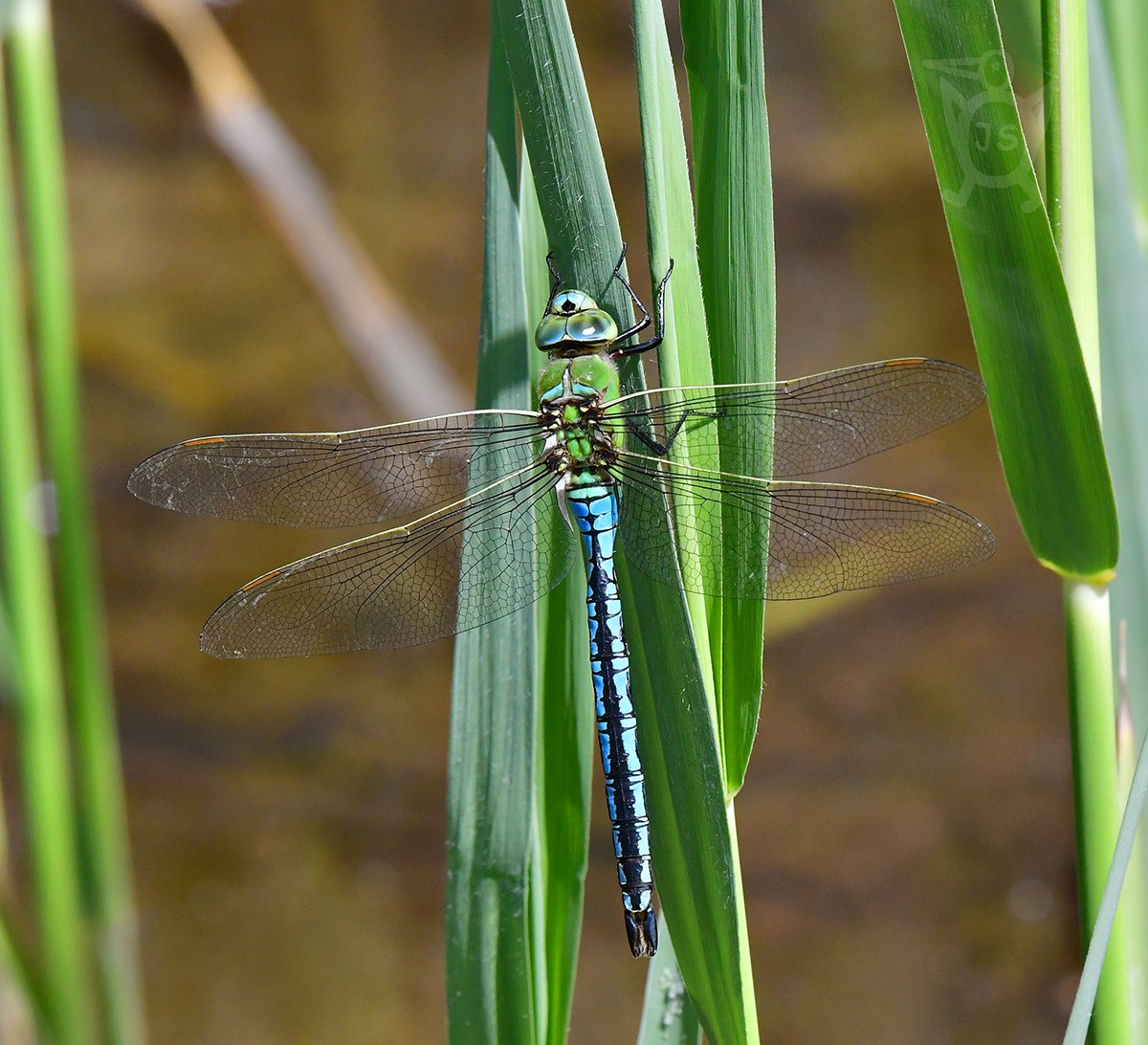 ŠÍDLO KRÁLOVSKÉ 1 (Anax imperator)