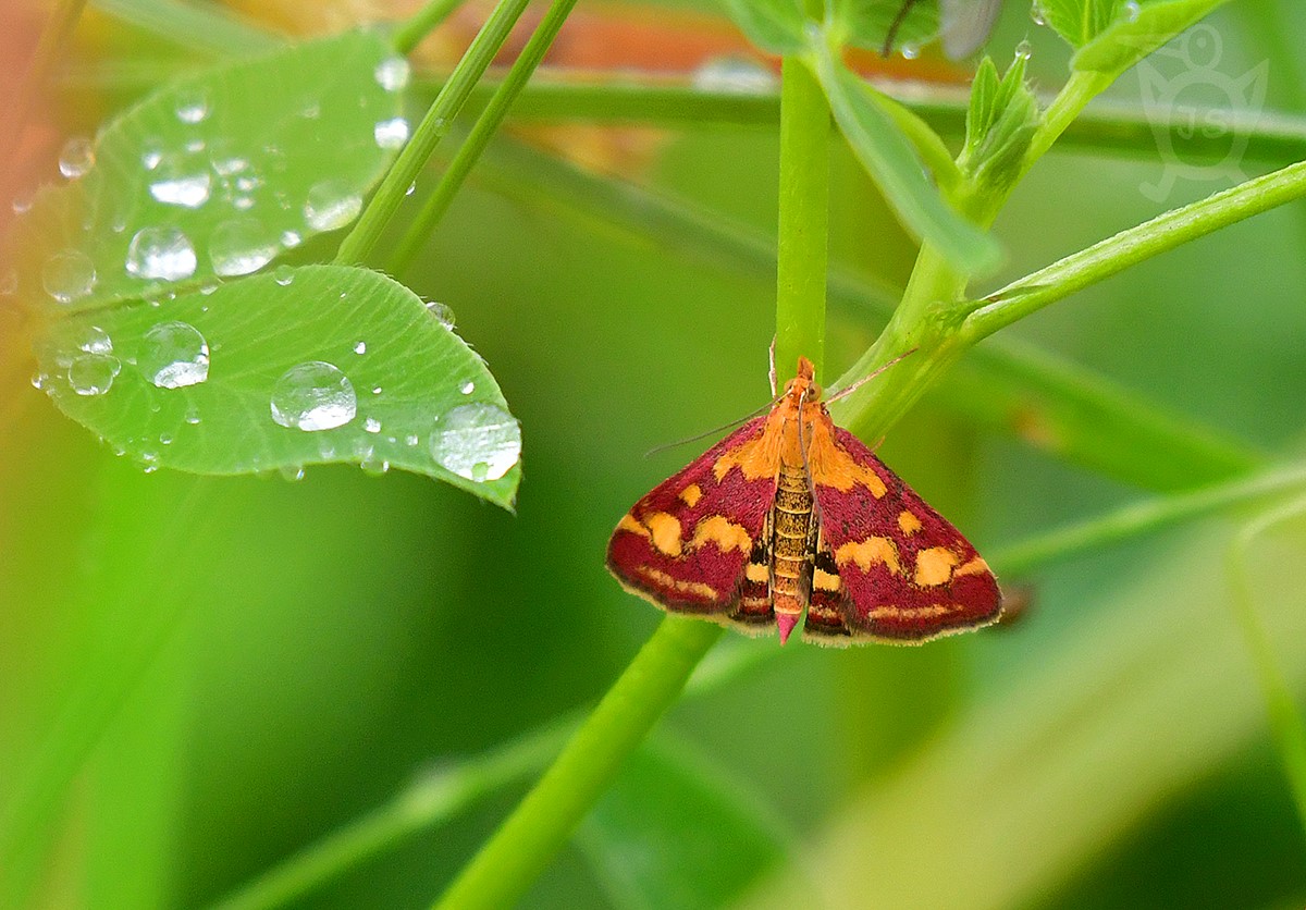 ZAVÍJEČ PURPUROVÝ 1 (Pyrausta purpuralis)