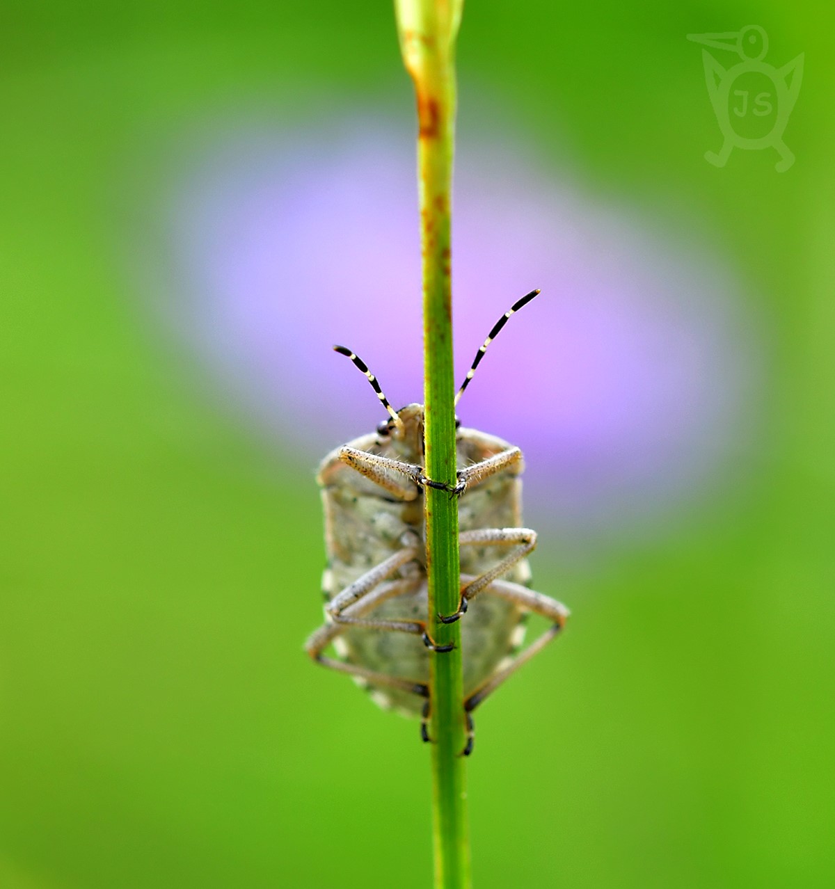 KNĚŽICE CHLUPATÁ 1 (Dolycoris baccarum)