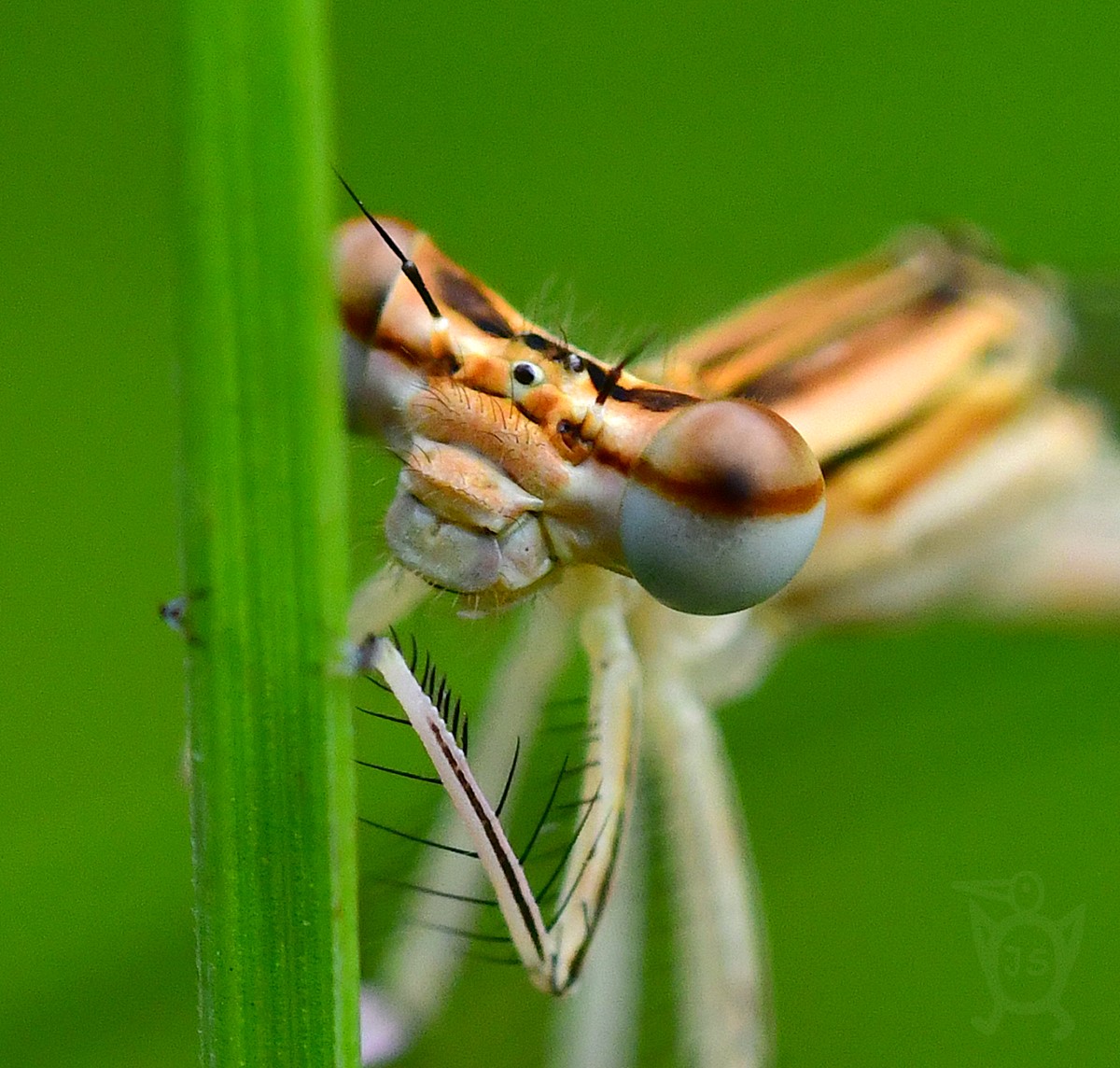 ŠIDÉLKO BRVONOHÉ 1 (Platycnemis pennipes)