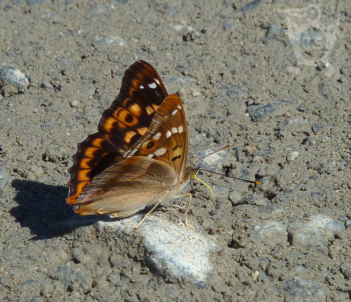 BATOLEC ČERVENÝ 1 (Apatura ilia)