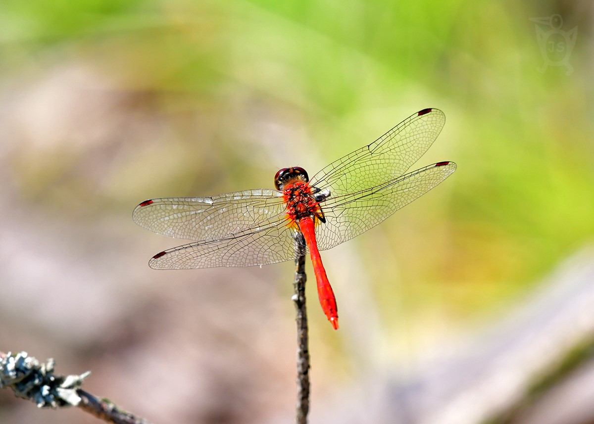 VÁŽKA RUDÁ 2 (Sympetrum sanguineum)