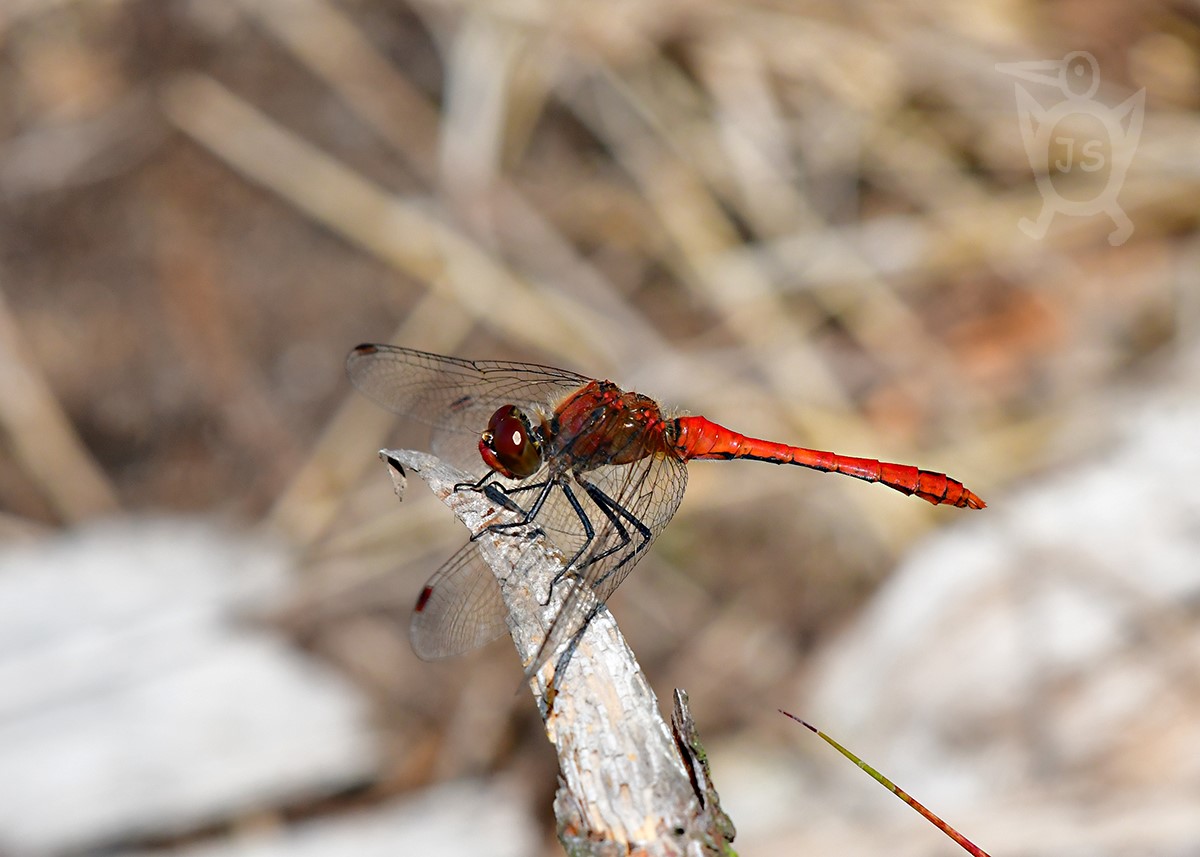 VÁŽKA RUDÁ 1 (Sympetrum sanguineum)