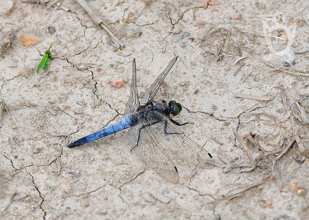 VÁŽKA ČERNOŘITNÁ 1 (Orthetrum cancellatum)