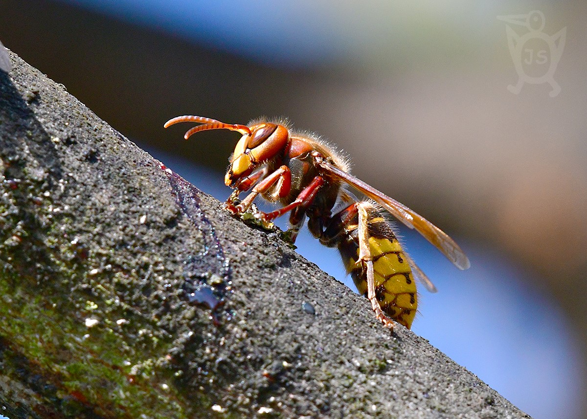 SRŠEŇ OBECNÁ 1 (Vespa crabro)