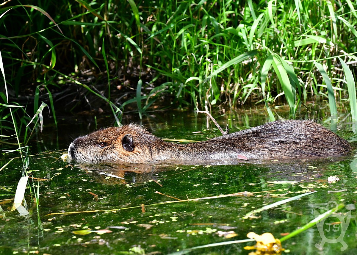 NUTRIE ŘÍČNÍ 1  (Myocastor coypus)