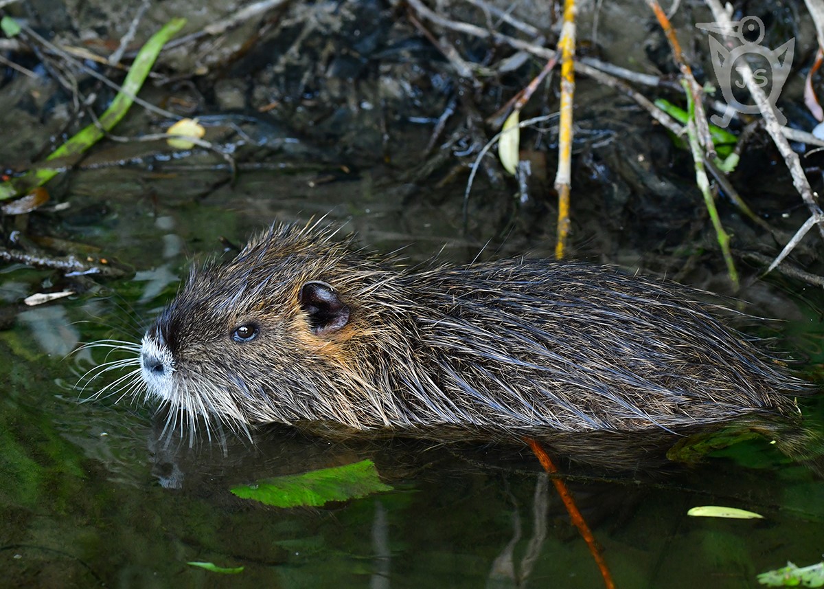 NUTRIE ŘÍČNÍ 2  (Myocastor coypus)