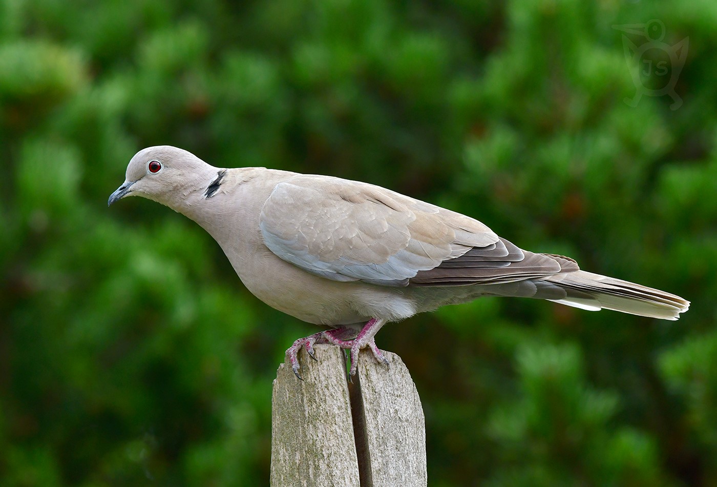 HRDLIČKA ZAHRADNÍ 3 (Streptopelia decaocto)