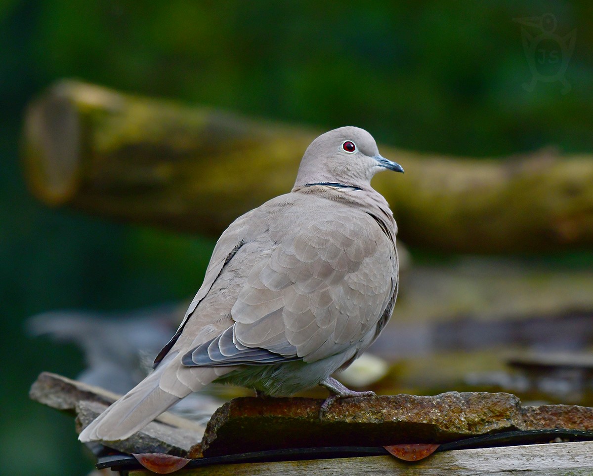 HRDLIČKA ZAHRADNÍ 4 (Streptopelia decaocto)