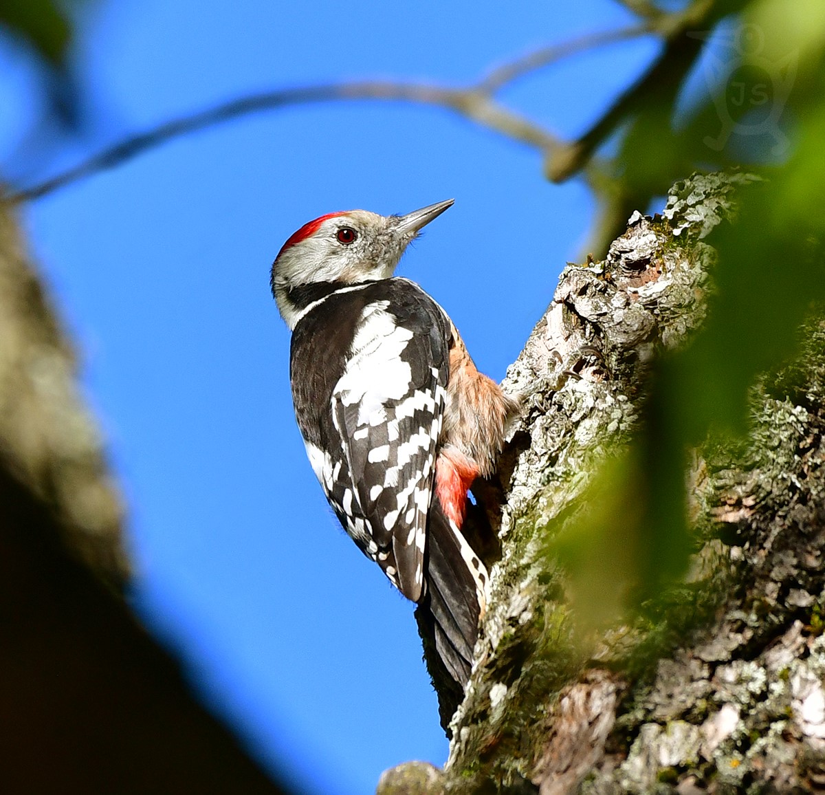 STRAKAPOUD PROSTŘEDNÍ 2 (Dendrocopos medius)