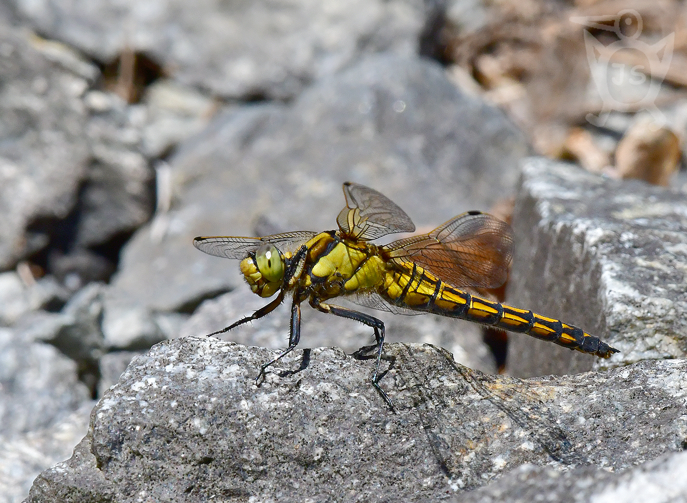 VÁŽKA ČERNOŘITNÁ 2 (Orthetrum cancellatum)