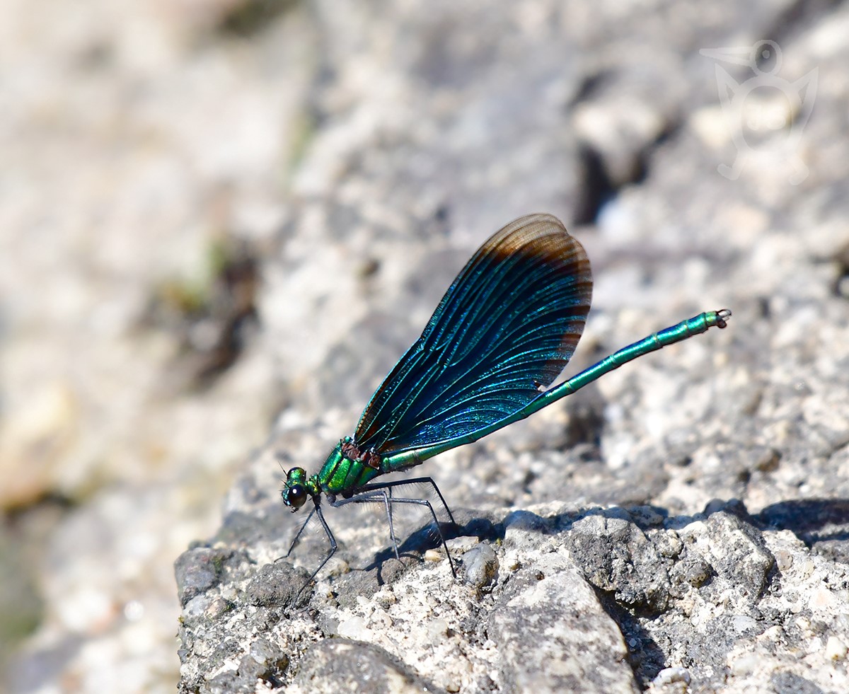 MOTÝLICE OBECNÁ 3 (Calopteryx virgo)