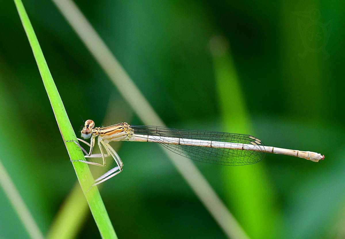 ŠIDÉLKO BRVONOHÉ 2  (Platycnemis pennipes)