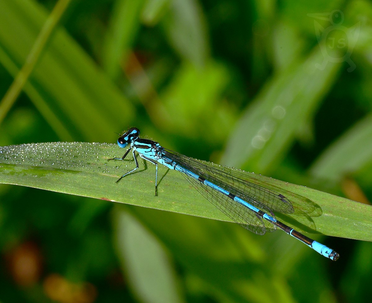 ŠIDÉLKO PÁSKOVANÉ 1 (Coenagrion puella)