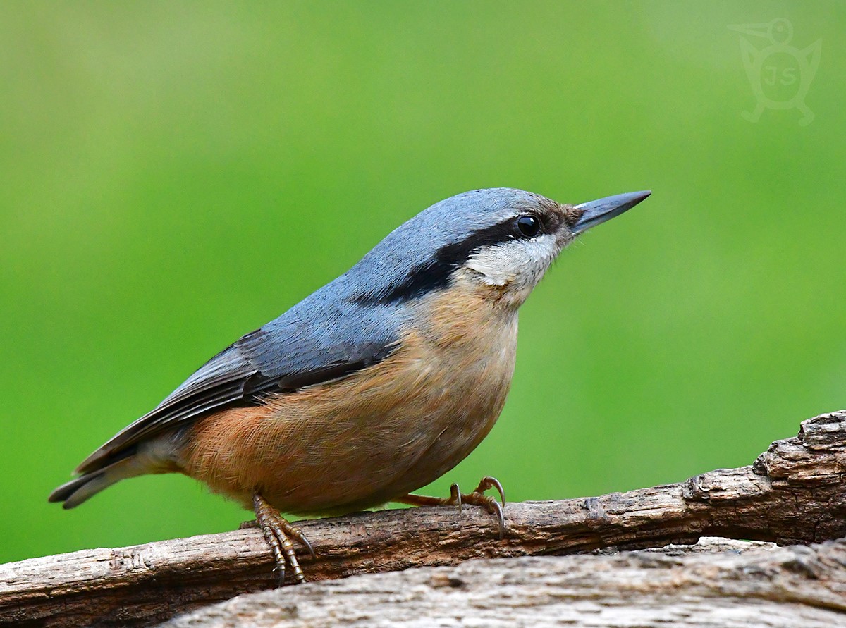 BRHLÍK LESNÍ 1 (Sitta europaea)