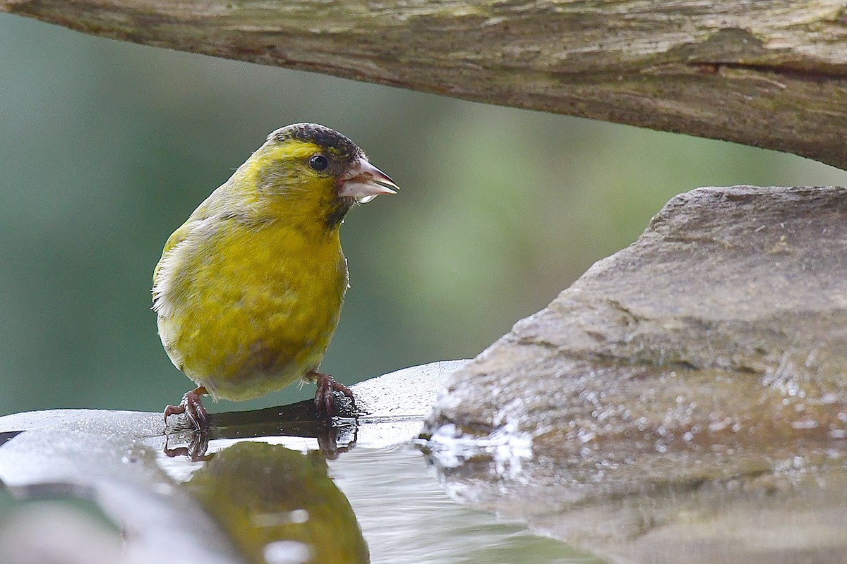 ČÍŽEK LESNÍ 1 (Carduelis spinus)