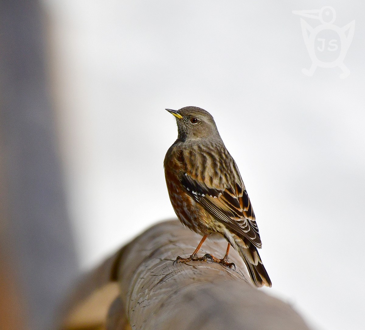 PĚVUŠKA PODHORNÍ 2 (Prunella collaris)