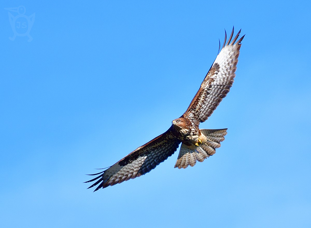 KÁNĚ LESNÍ 4 (Buteo buteo)