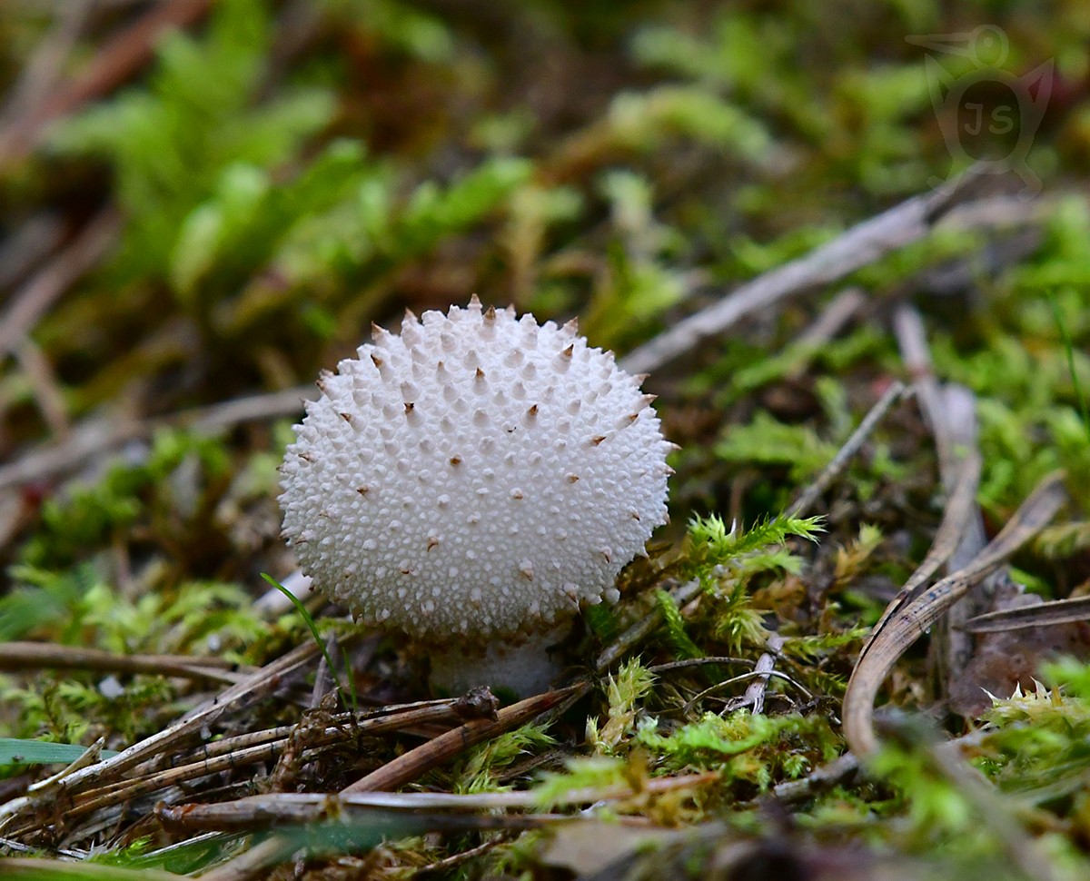 PÝCHAVKA OBECNÁ 1  (Lycoperdon perlatum)