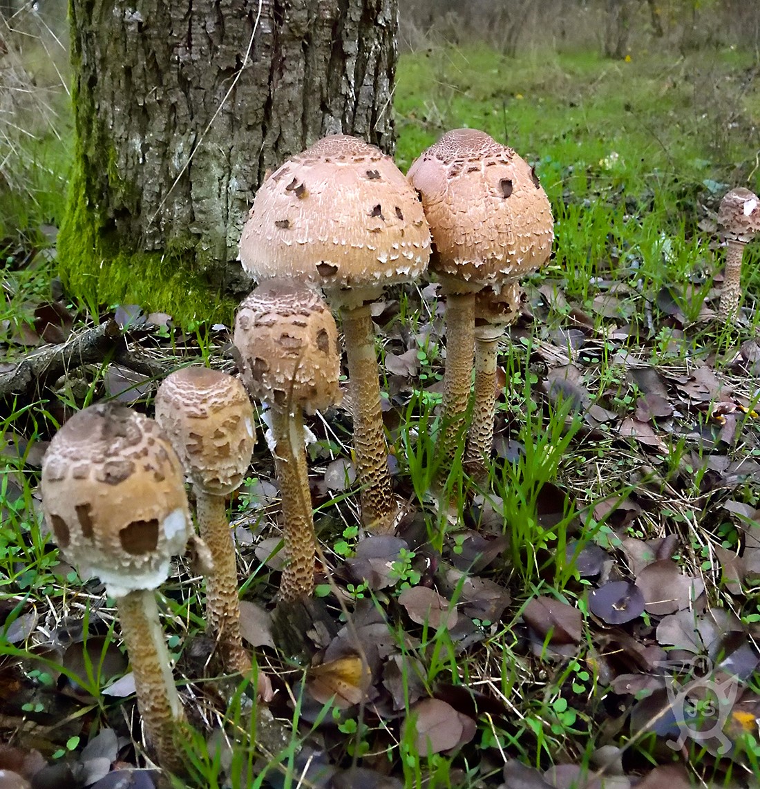 BEDLA VYSOKÁ 1 (Macrolepiota procera)