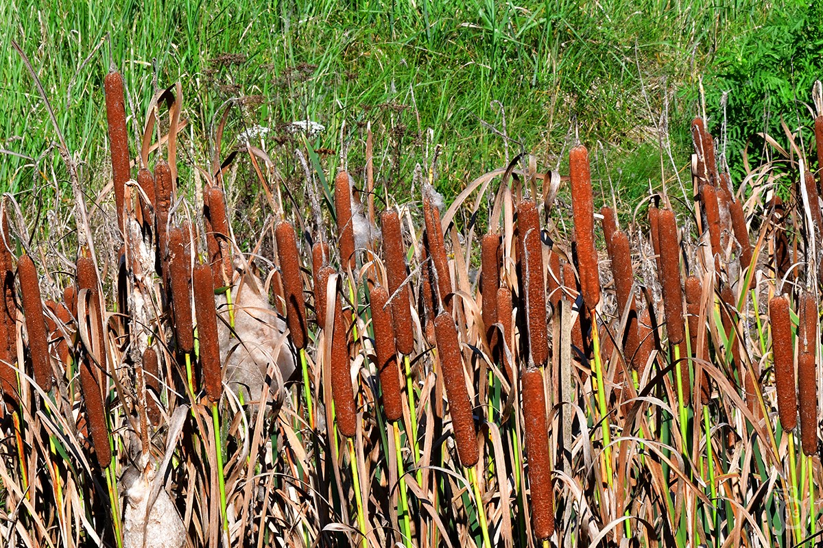 OROBINEC ŠIROKOLISTÝ (Typha latifolia)