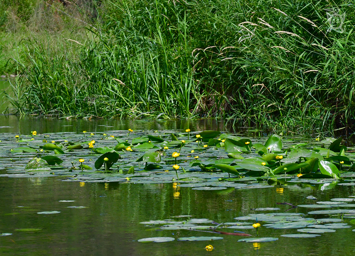 STULÍK ŽLUTÝ 3 (Nuphar lutea)