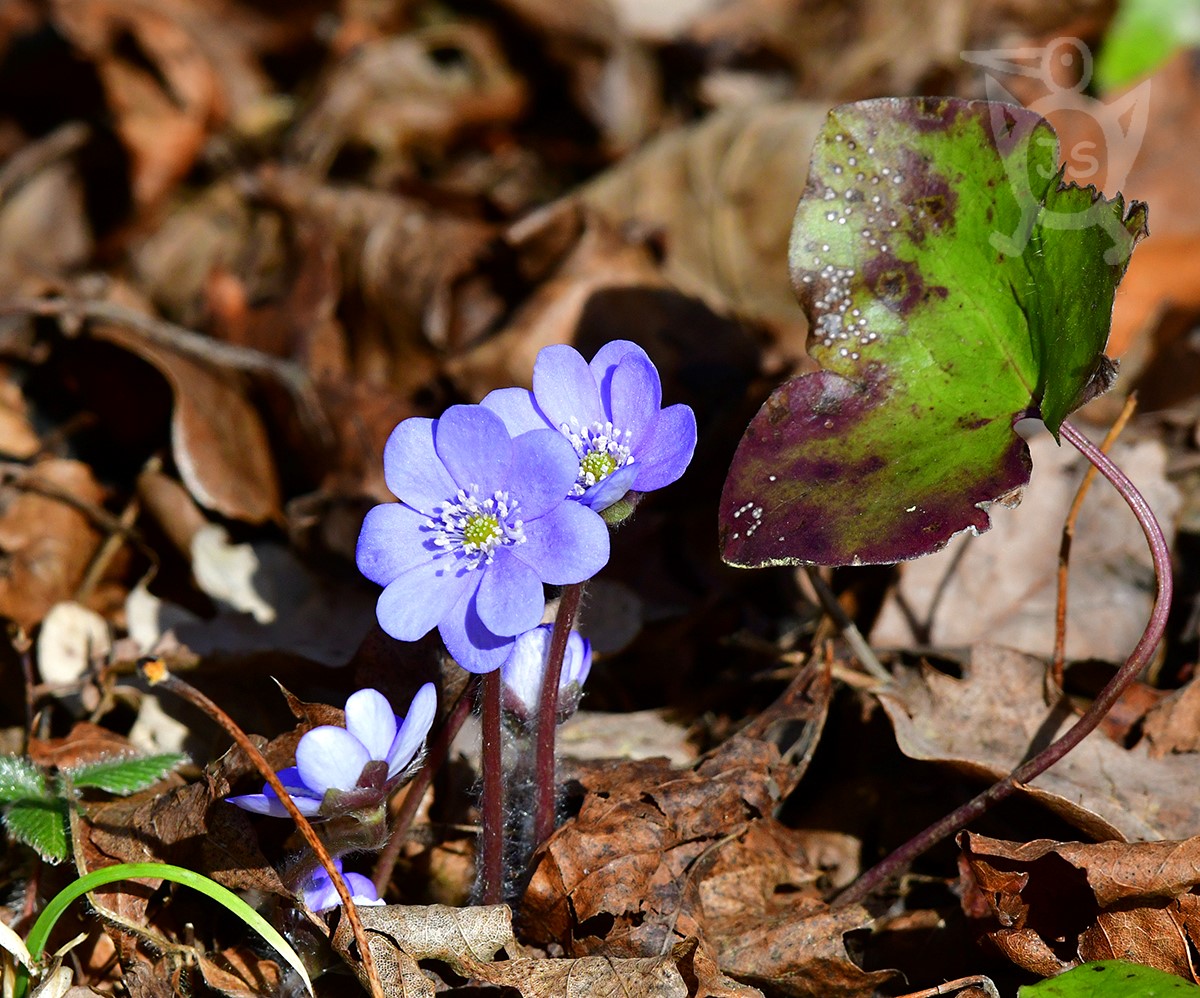 JATERNÍK PODLÉŠKA 1 (Hepatica nobilis)