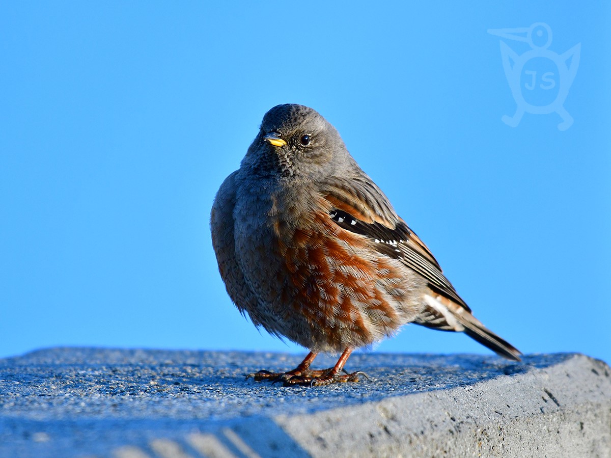 PĚVUŠKA PODHORNÍ 3 (Prunella collaris) 