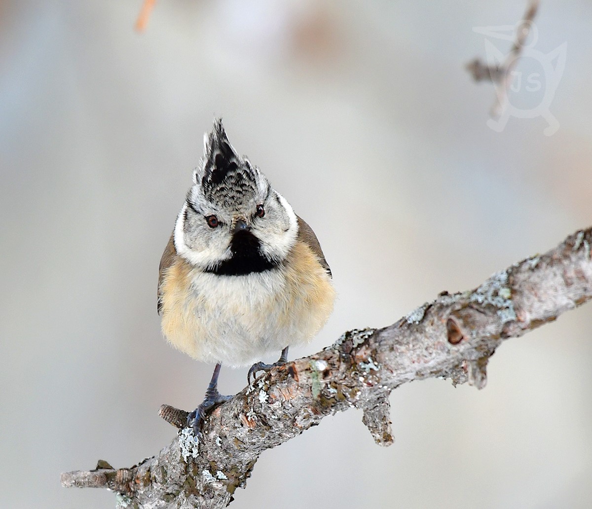 SÝKORA PARUKÁŘKA 5 (Lophophanes cristatus)