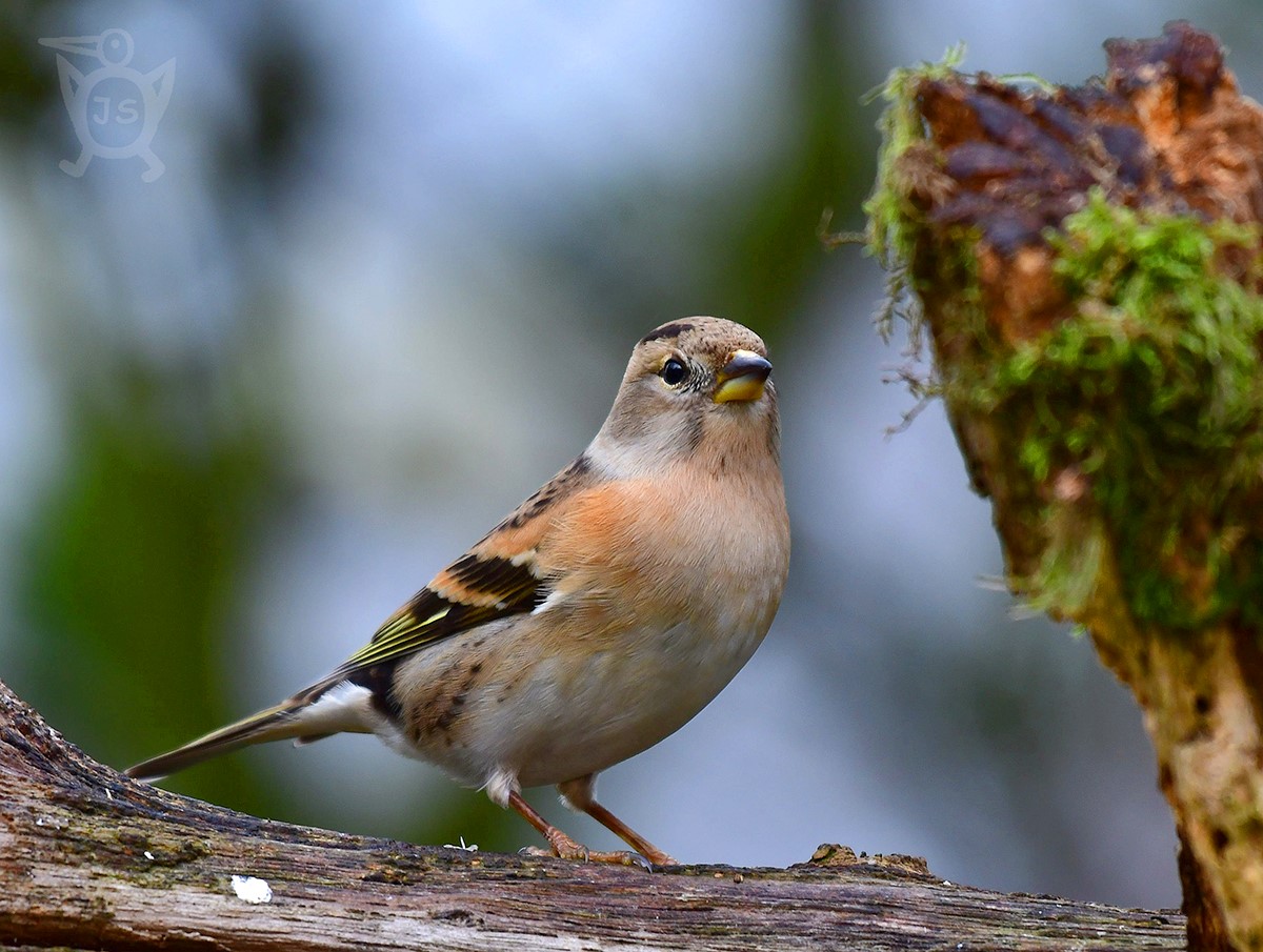 PĚNKAVA JIKAVEC 3 (Fringilla montifringilla)