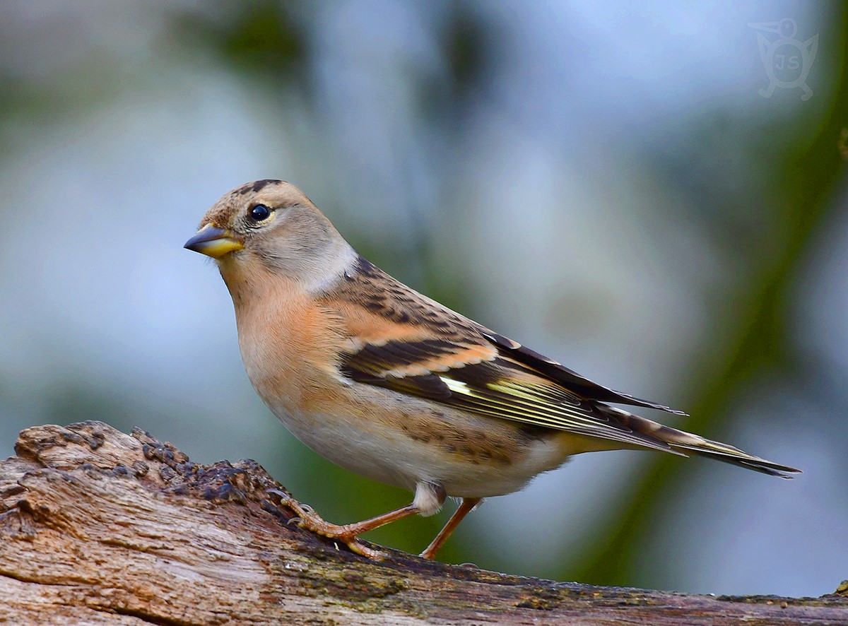 PĚNKAVA JIKAVEC 2 (Fringilla montifringilla)