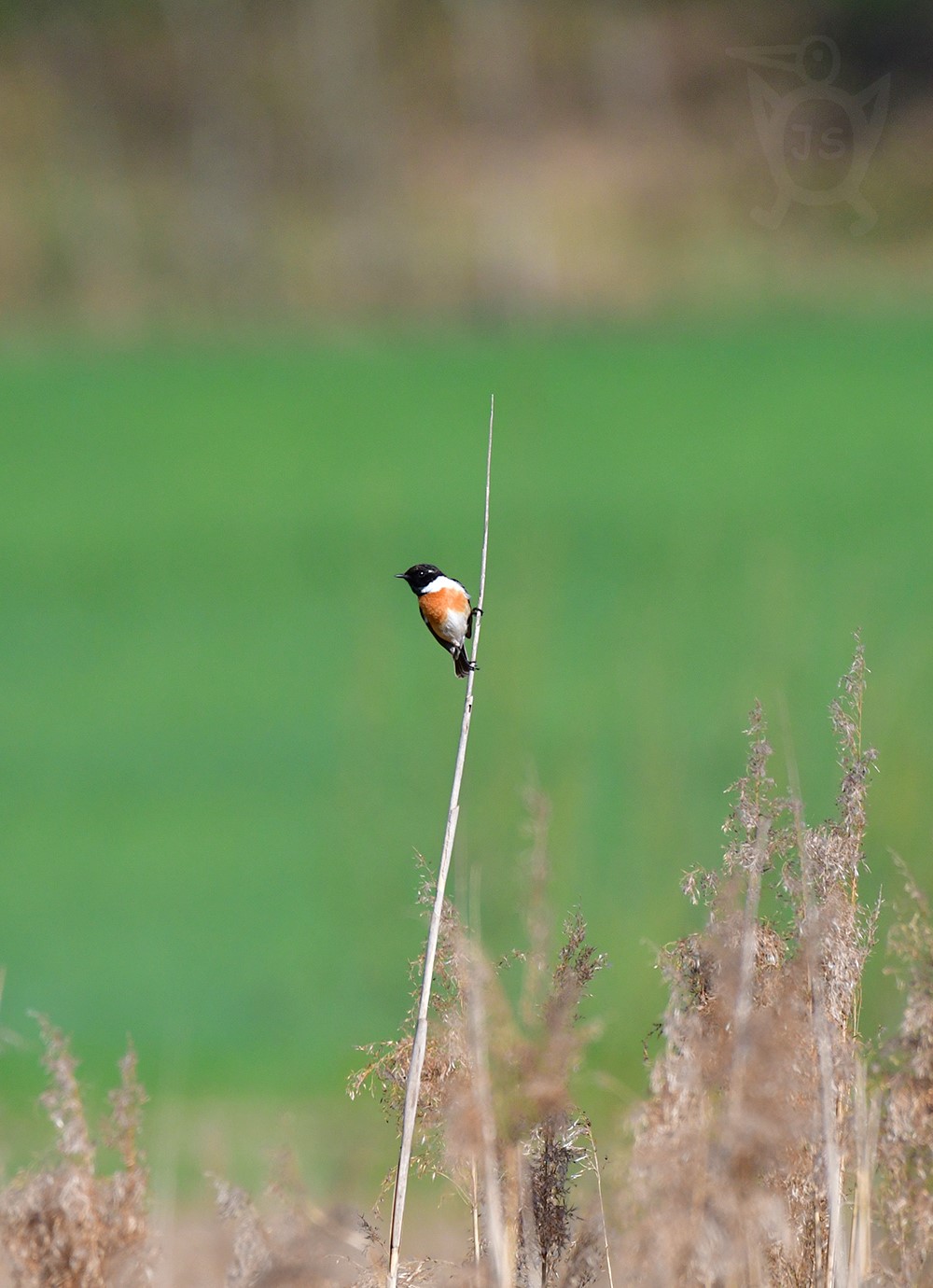 BRAMBORNÍČEK ČERNOHLAVÝ 2  (Saxicola torquata)