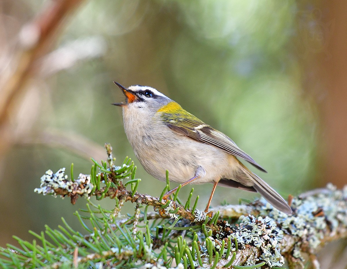 KRÁLÍČEK OHNIVÝ 2 (Regulus ignicapillus)