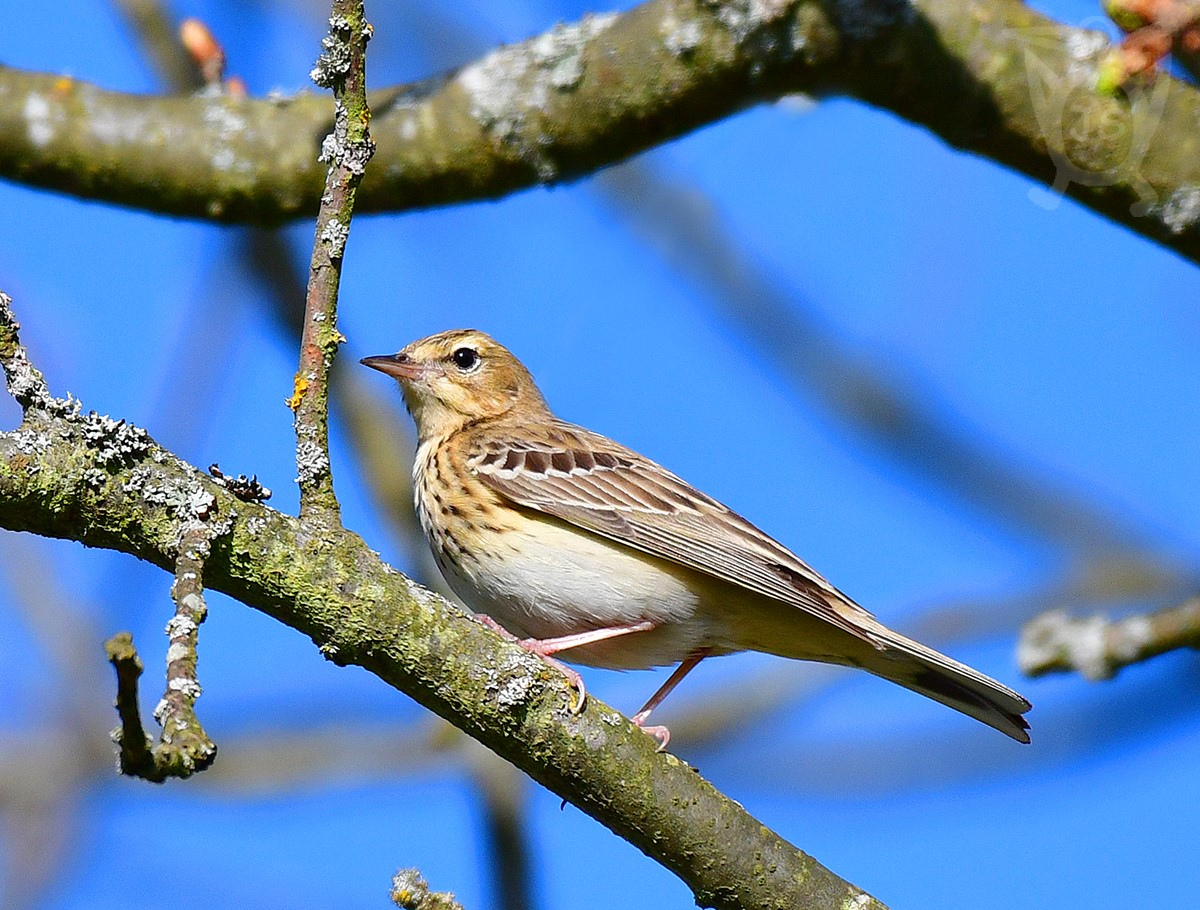 LINDUŠKA LESNÍ 1 (Anthus trivialis)