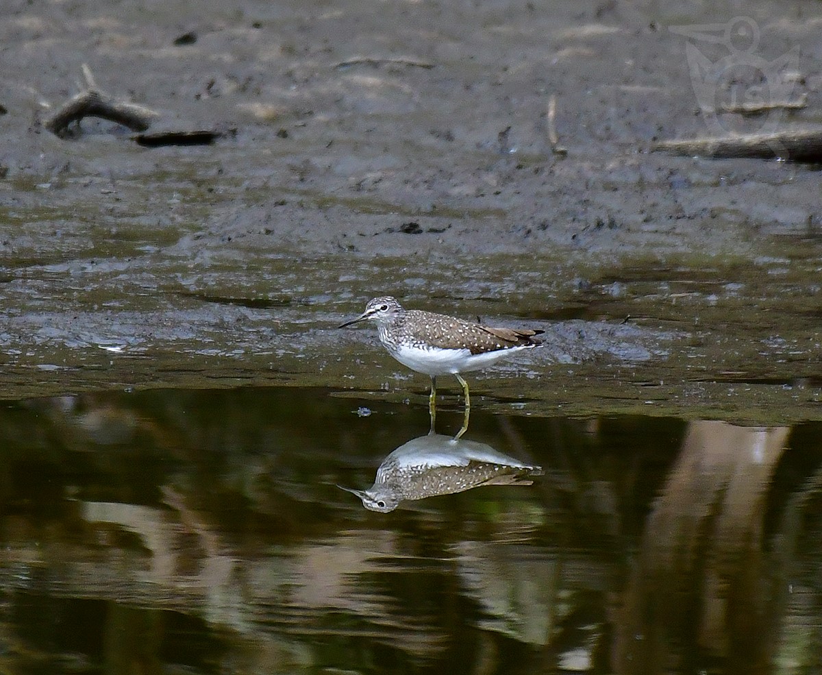 VODOUŠ KROPENATÝ 1 (Tringa ochropus) 