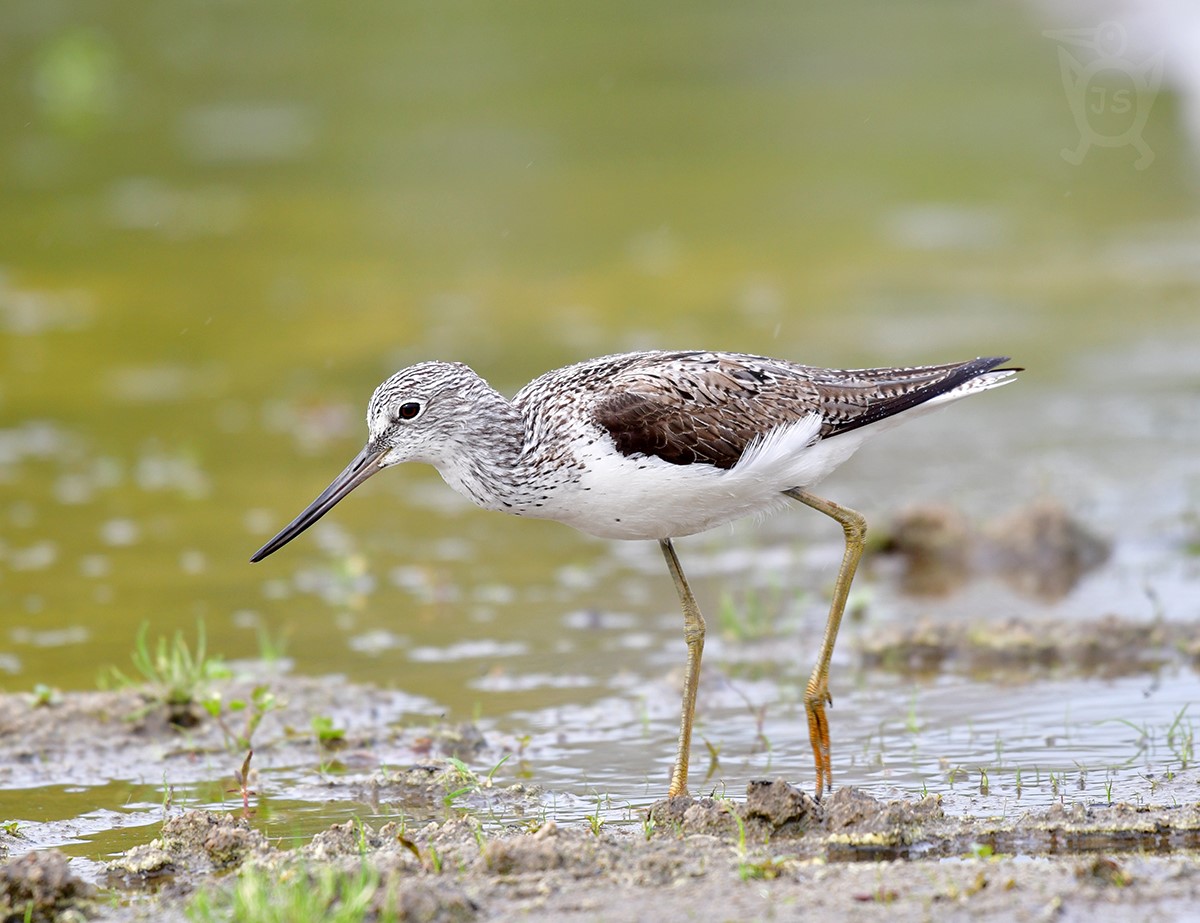 VODOUŠ ŠEDÝ 1 (Tringa nebularia)