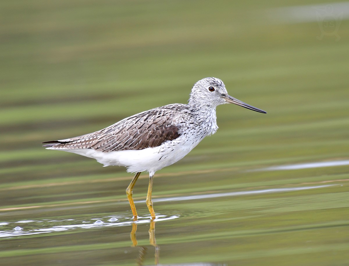 VODOUŠ ŠEDÝ 2 (Tringa nebularia)